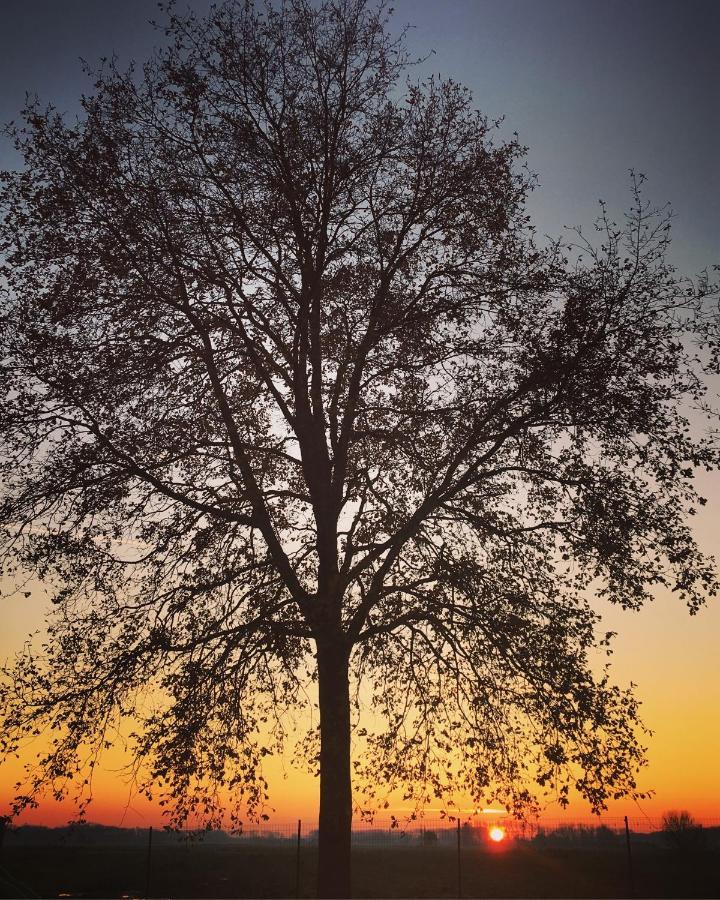 Damse Paveljoentje Comfort En Uitzicht In Damme Exteriér fotografie